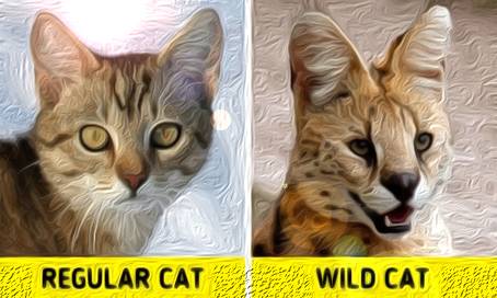 6 Wild and Domesticated Species You Could Easily Confuse